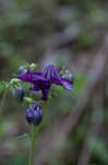 European columbine